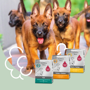 Mokra karma dla psów