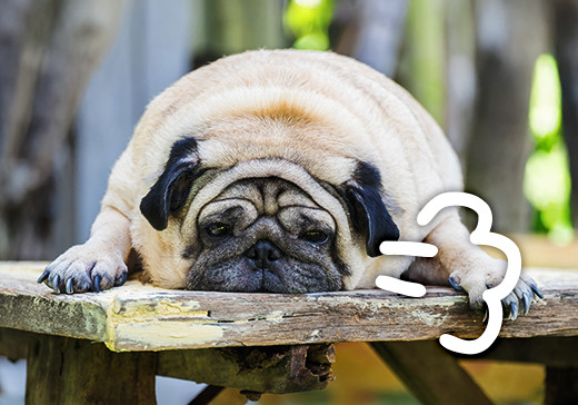 Otyłość psa – dlaczego nadal ją bagatelizujemy?