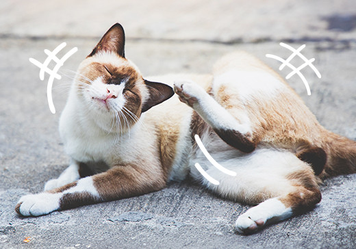 Alergie i nietolerancje pokarmowe u kotów