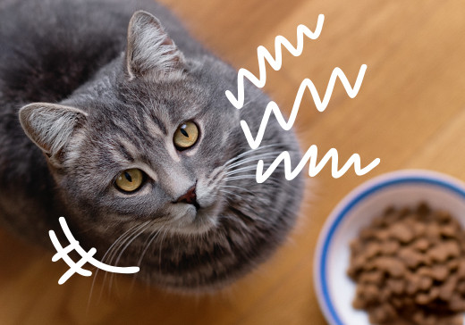 Mój kot przestał jeść: co robić?