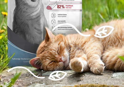 Karma dla starszego kota – czy stare koty potrzebują specjalnej karmy?