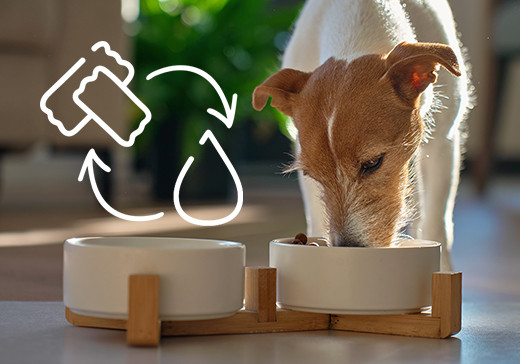 Dieta mieszana psa. Jak mądrze karmić psa karmą półwilgotną i mokrą?