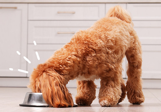 Zalety karm półwilgotnych dla psa