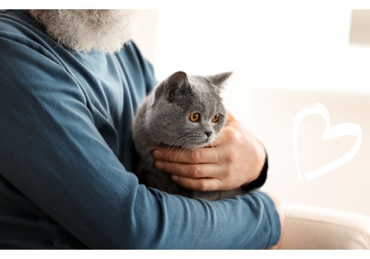 Jak kot wpływa na Twoje samopoczucie?